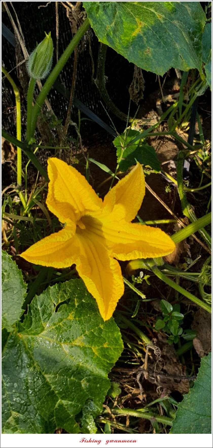 청풍 신리 39 cm실리곡 월척 조황 (조황조행기 - 특파원조황)