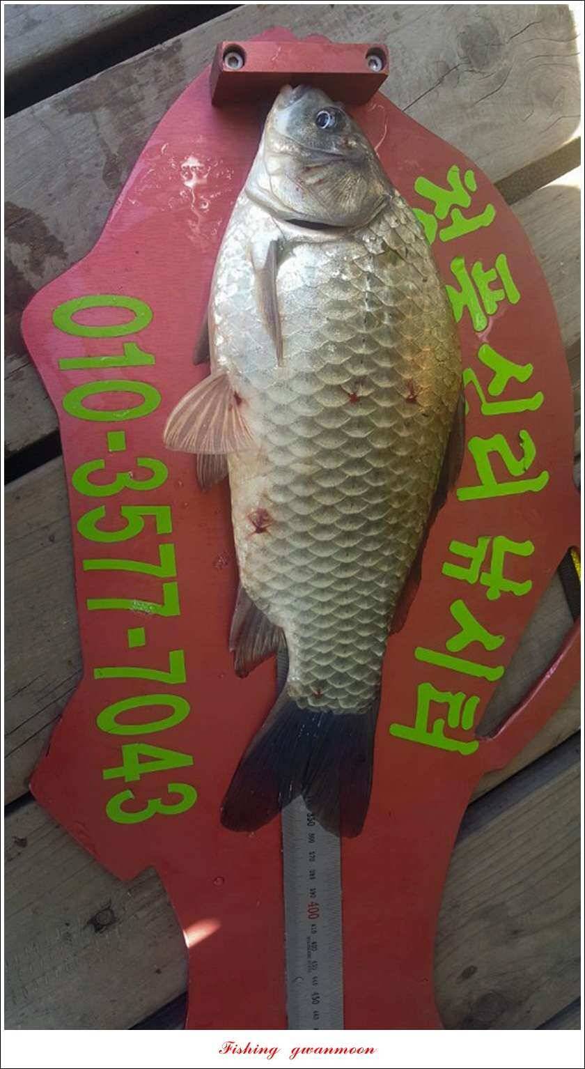 종점청풍 신리소이지 43 cm매전지 조황 (조황조행기 - 특파원조황)