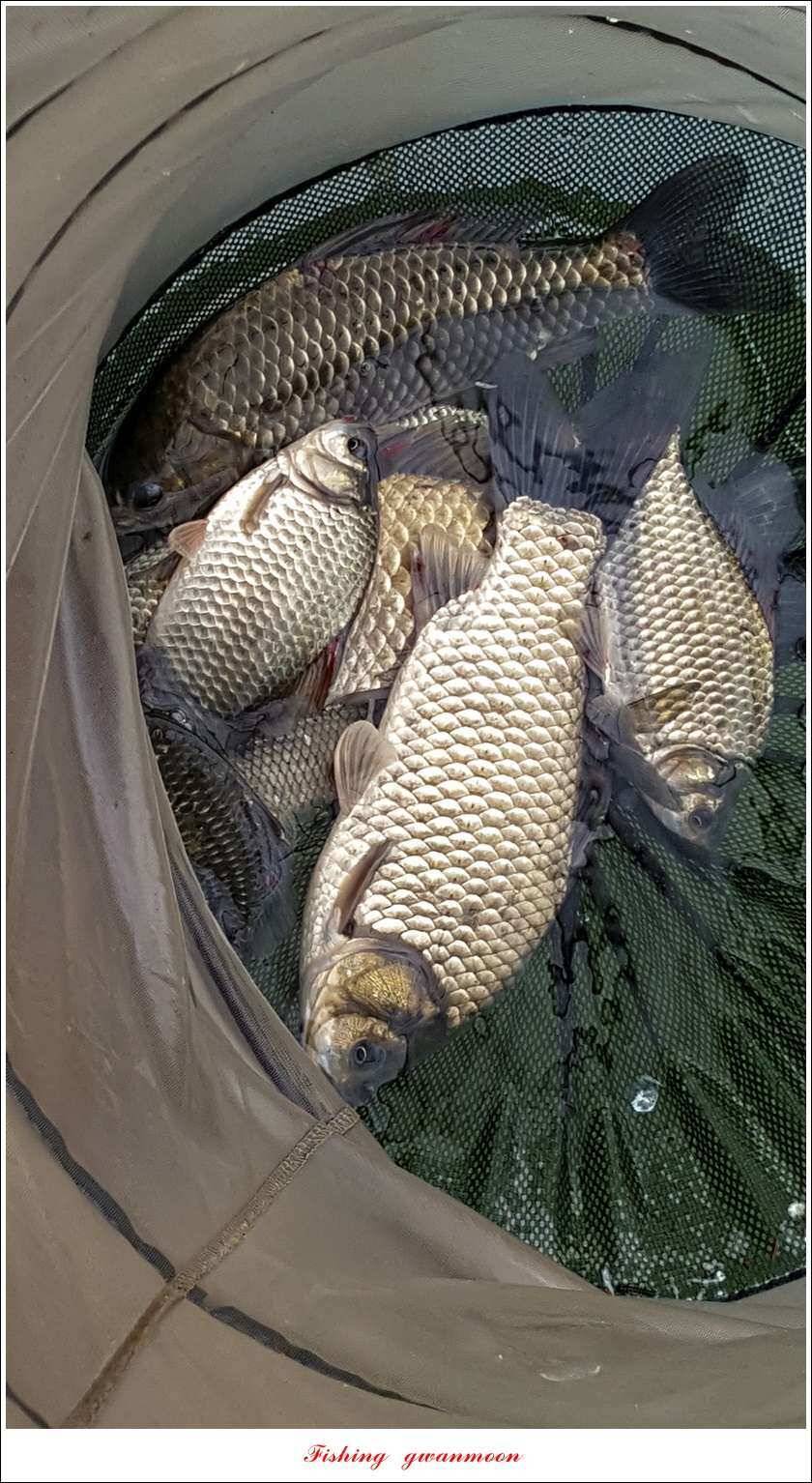 신매 42 cm 혹부리 대물돌감신리실리곡 월척 조황 (조황조행기 - 특파원조황)