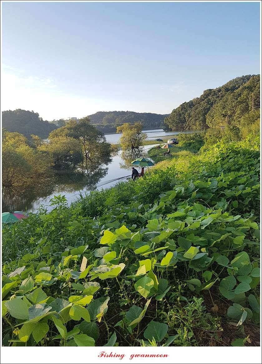 실리곡 435 cm 대물칠성지화곡지 조황 (조황조행기 - 특파원조황)