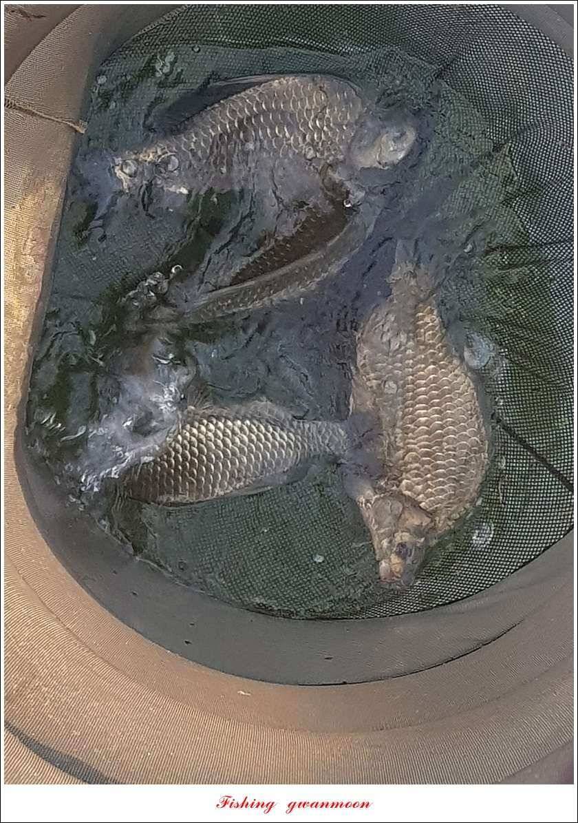 실리곡 월척 및 마릿수 조황 (조황조행기 - 특파원조황)