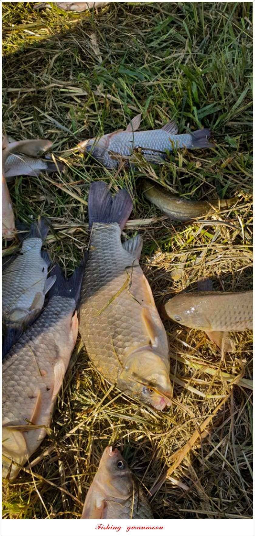 종점청풍 신리소이지 43 cm매전지 조황 (조황조행기 - 특파원조황)