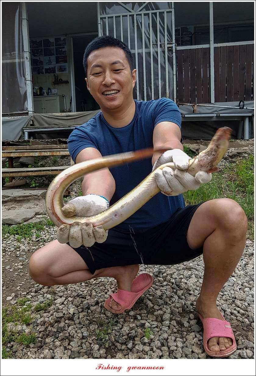 늘푸른 대물 장어한버들신리 월척 조황 (조황조행기 - 특파원조황)