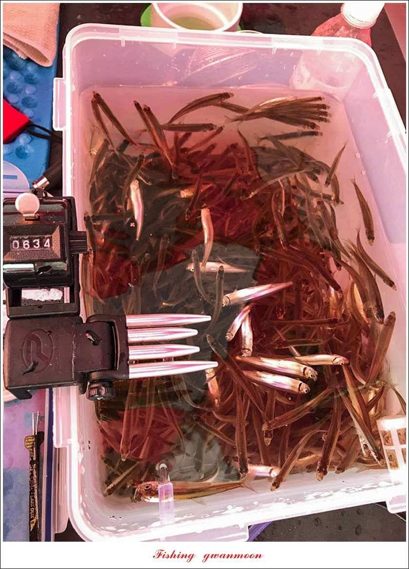 빙어 낚시물낚시 (조황조행기 - 특파원조황)