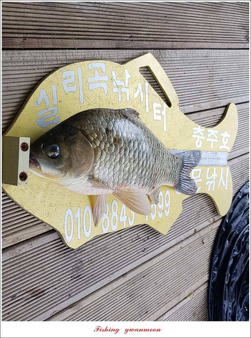 실리곡 435 cm 대물칠성지화곡지 조황 (조황조행기 - 특파원조황)