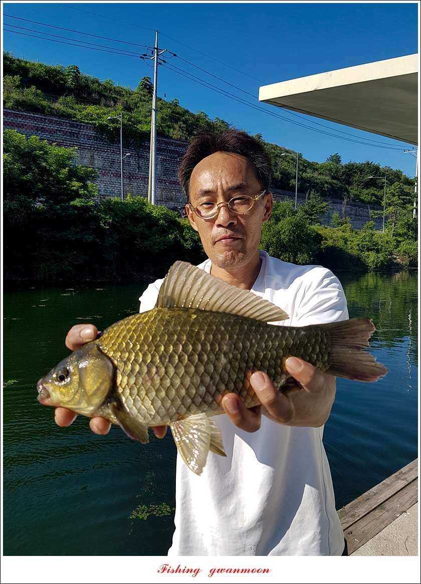 화곡지신매 월척 조황 (조황조행기 - 특파원조황)