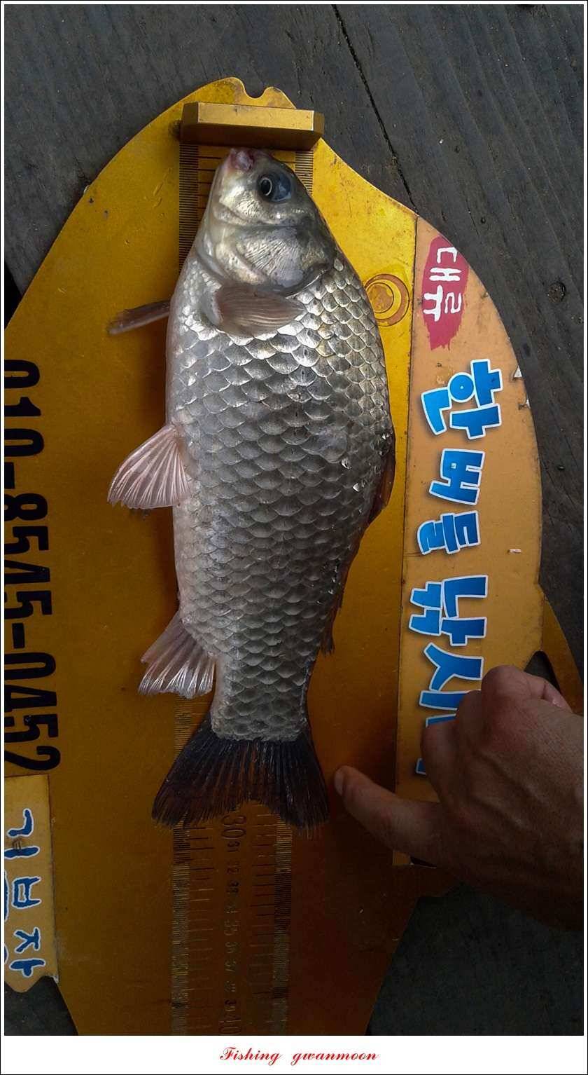 신매 42 cm 외 충주호 조황 (조황조행기 - 특파원조황)