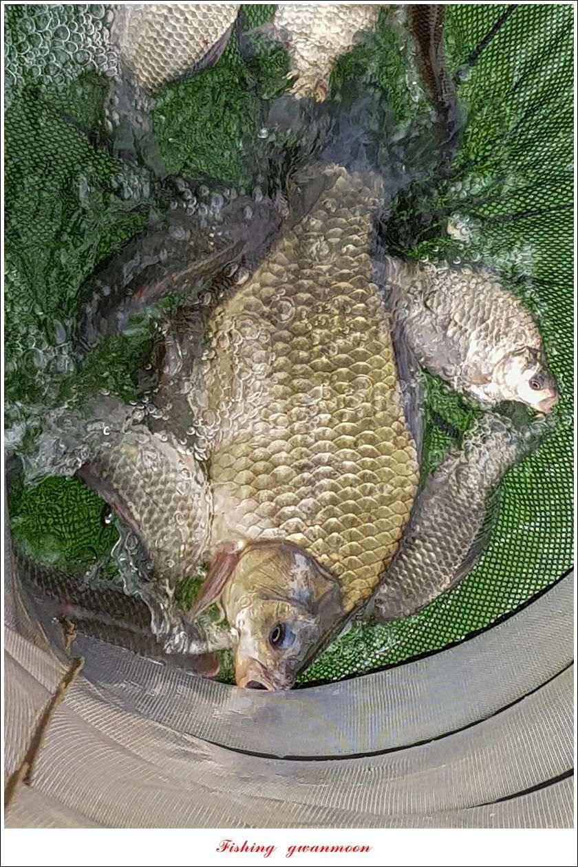 한버들 39 cm37cm실리곡 38 cm 조황 (조황조행기 - 특파원조황)