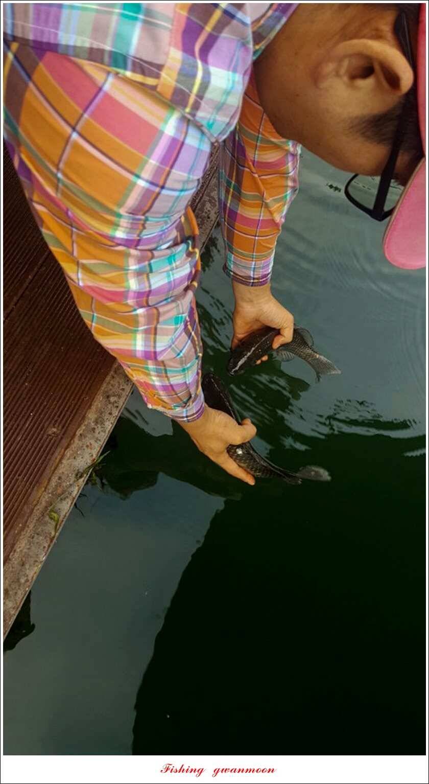 청풍신리실리곡제일 조황 (조황조행기 - 특파원조황)