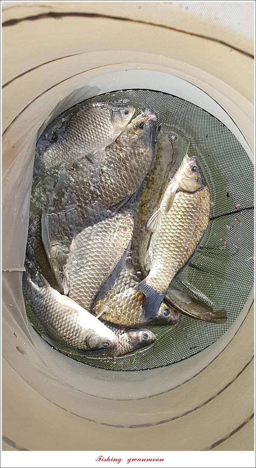 신매 42 cm돌감신리실리곡제일화곡지 조황 (조황조행기 - 특파원조황)