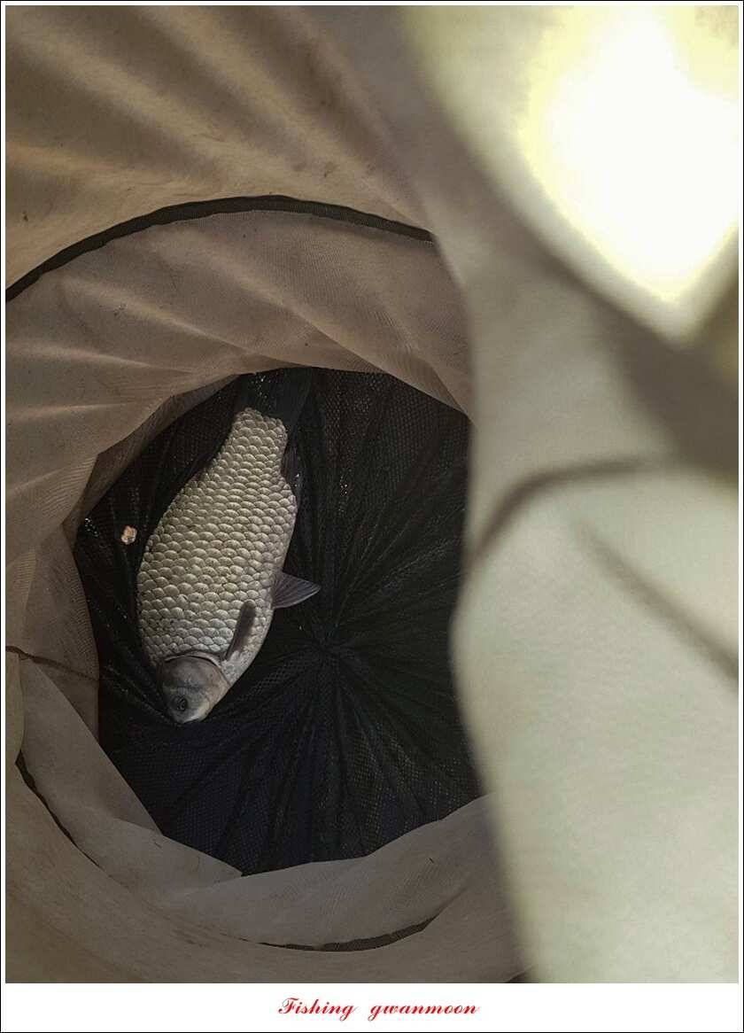 청풍 신리 사짜실리곡제일화곡지 사짜 조황 (조황조행기 - 특파원조황)