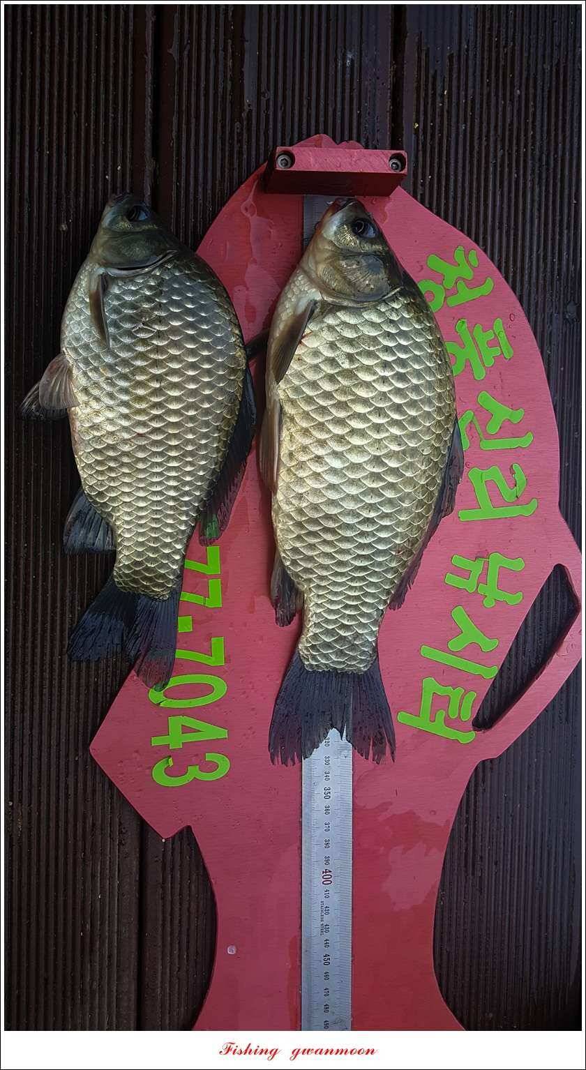 청풍 신리 39 cm 및 월척 조황 (조황조행기 - 특파원조황)