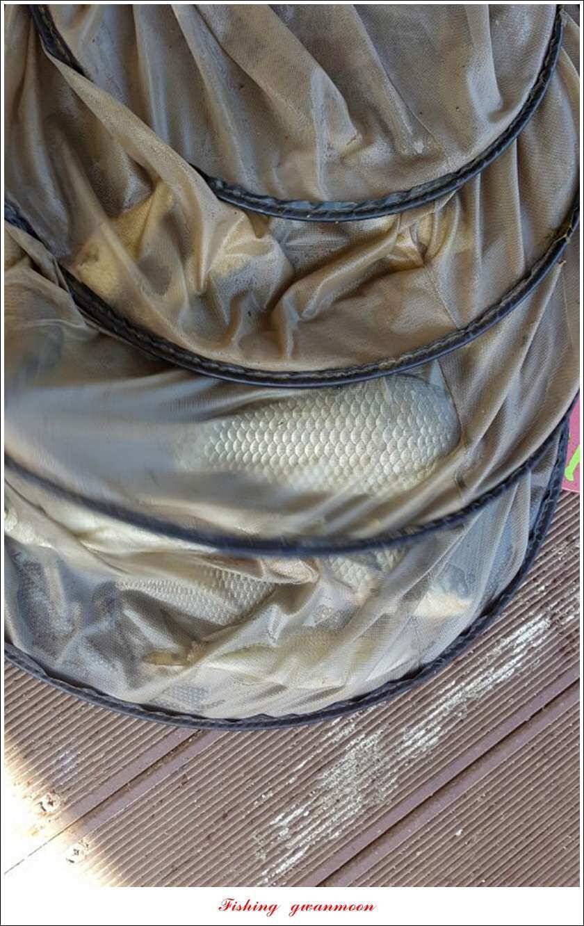 병호돌감실리곡신리칠성지매전지 조황 (조황조행기 - 특파원조황)