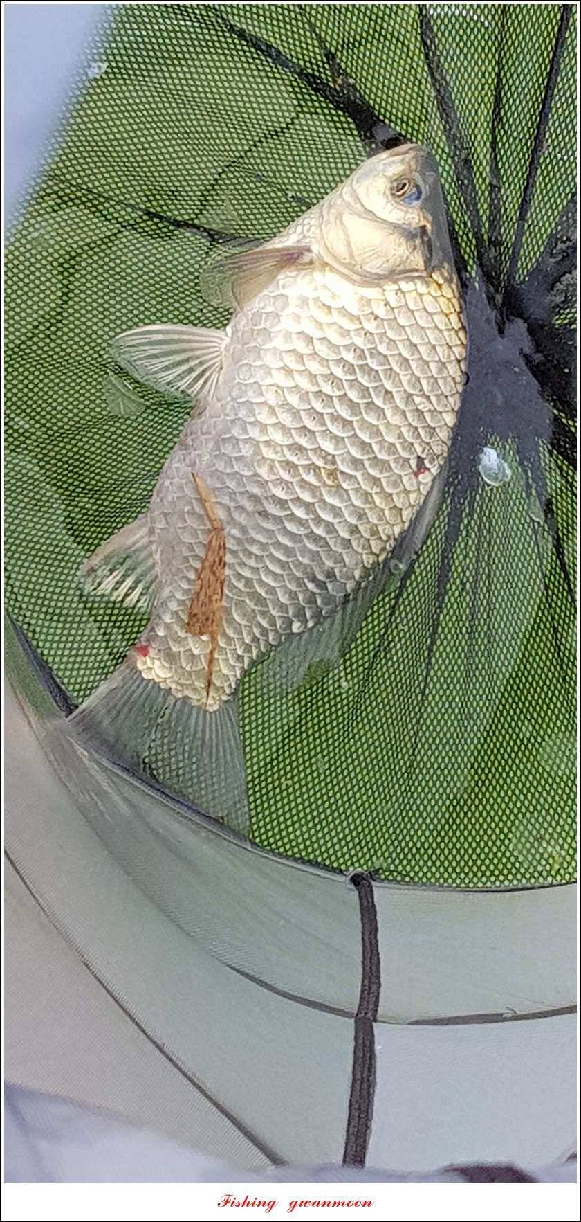 실리곡 435 cm 대물칠성지화곡지 조황 (조황조행기 - 특파원조황)