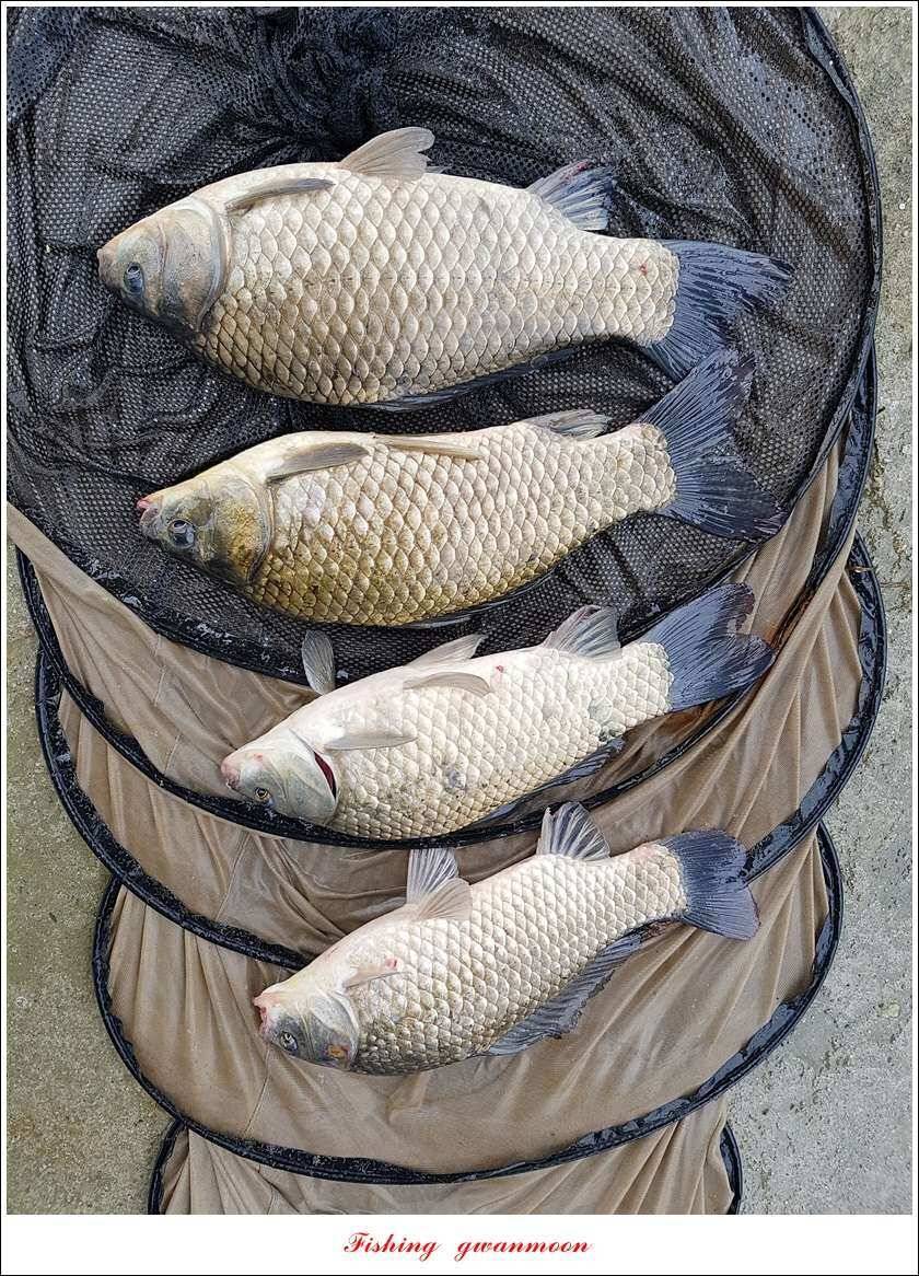 실리곡 435 cm 대물칠성지화곡지 조황 (조황조행기 - 특파원조황)