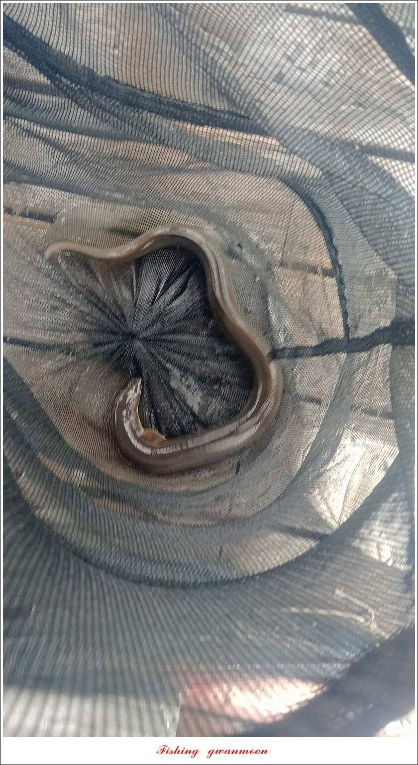 신매 42 cm돌감신리실리곡제일화곡지 조황 (조황조행기 - 특파원조황)