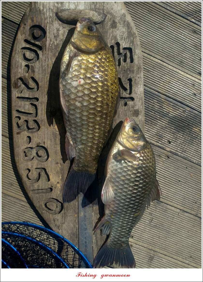 신리 46cm41cm병호 41cm돌감 40 cm (조황조행기 - 특파원조황)