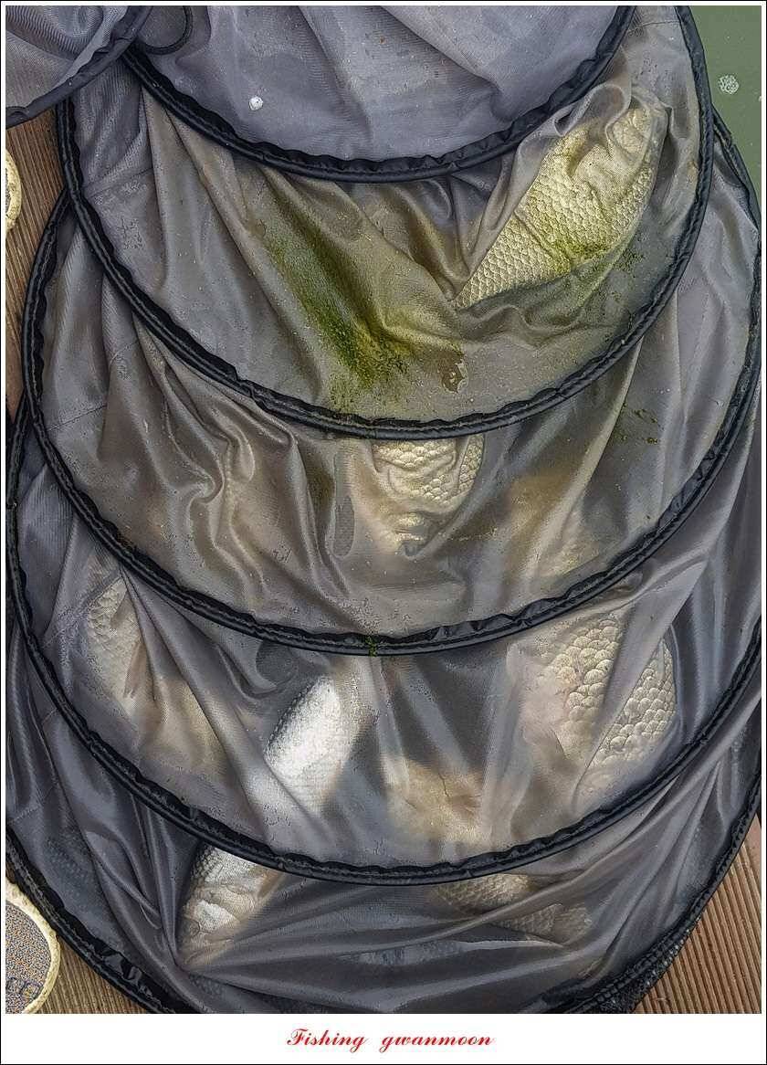 병호 대물 장어신매실리곡 월척 조황 (조황조행기 - 특파원조황)