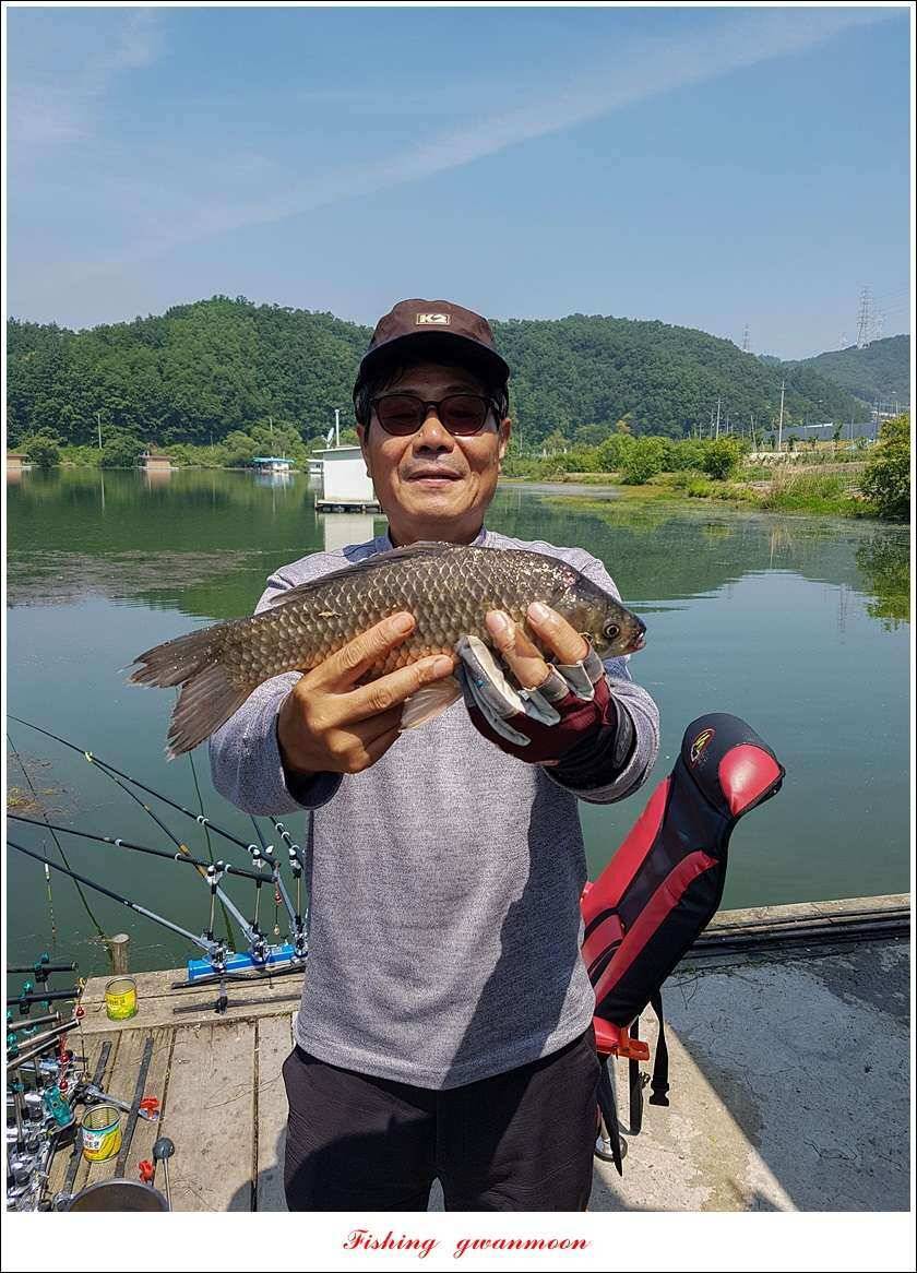 화곡지 사짜 및 마릿수 월척 (조황조행기 - 특파원조황)