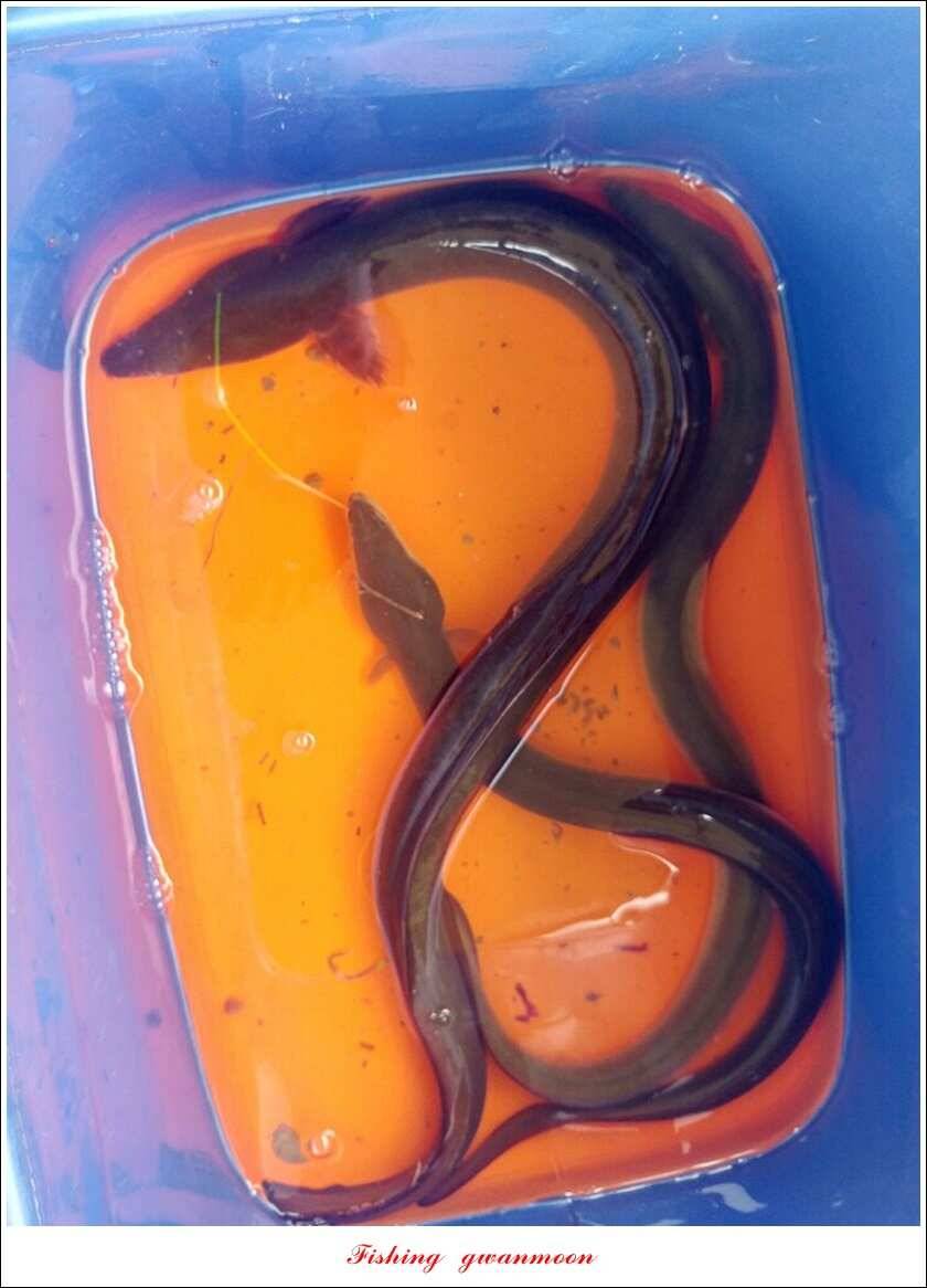 신매 42 cm돌감신리실리곡제일화곡지 조황 (조황조행기 - 특파원조황)