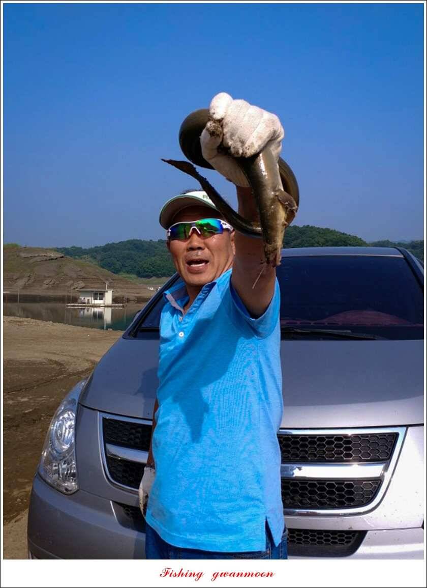 병호 장어 호조황실리곡 마릿수 월척 조황 (조황조행기 - 특파원조황)