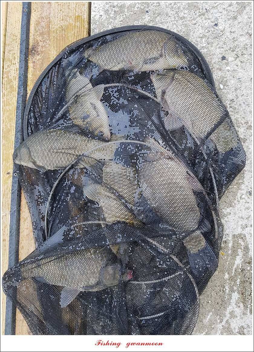 신매 42 cm돌감신리실리곡제일화곡지 조황 (조황조행기 - 특파원조황)