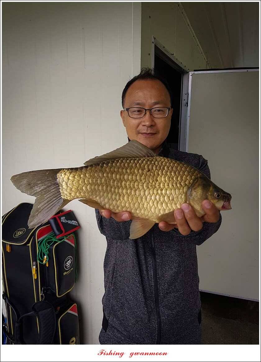 실리곡 43 cm신리 월척화곡지 호조황 (조황조행기 - 특파원조황)