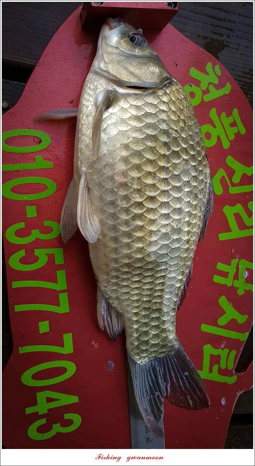 실리곡 43 cm신리 월척화곡지 호조황 (조황조행기 - 특파원조황)
