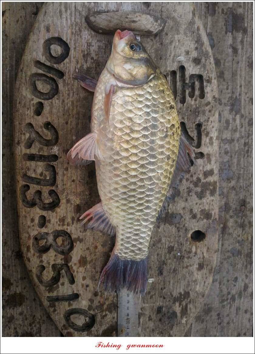 신매 42 cm 외 충주호 조황 (조황조행기 - 특파원조황)