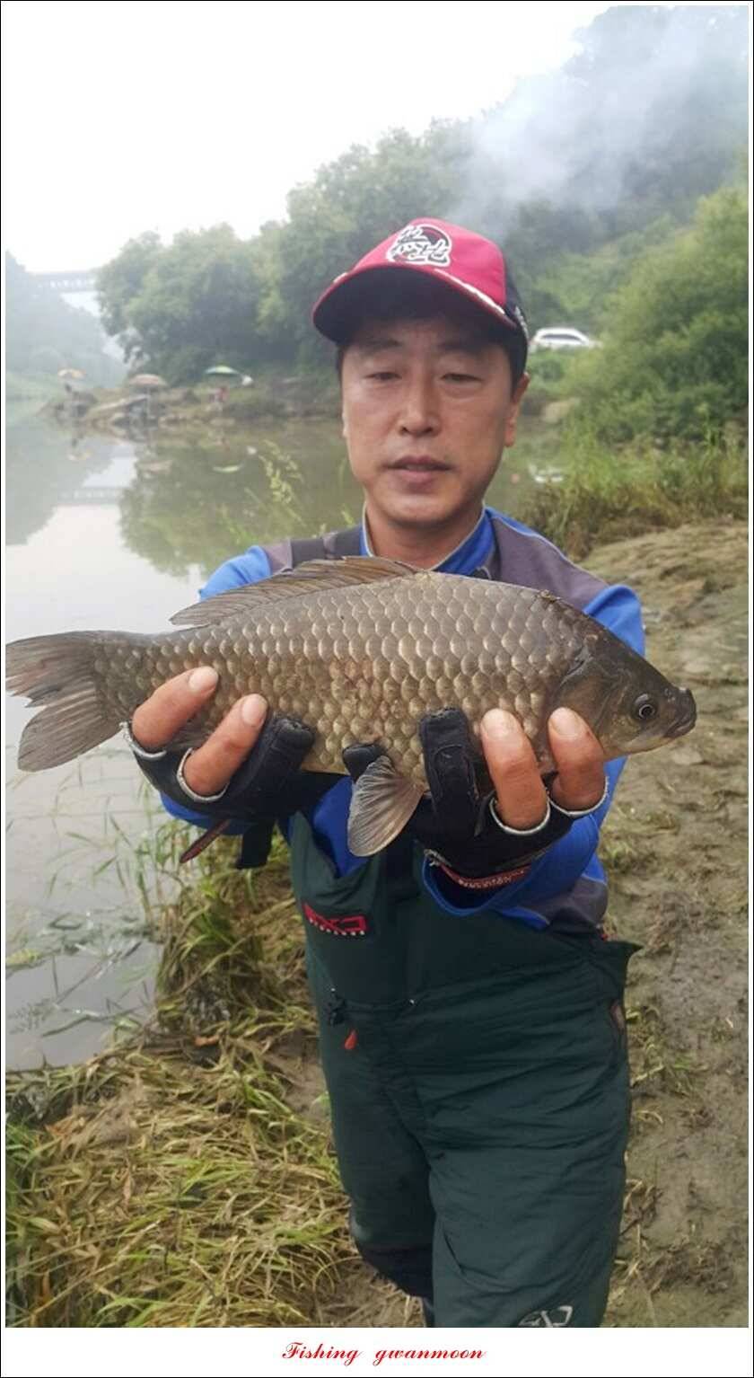 신매 42 cm늘푸른돌감화곡지두무소 월척 조황 (조황조행기 - 특파원조황)