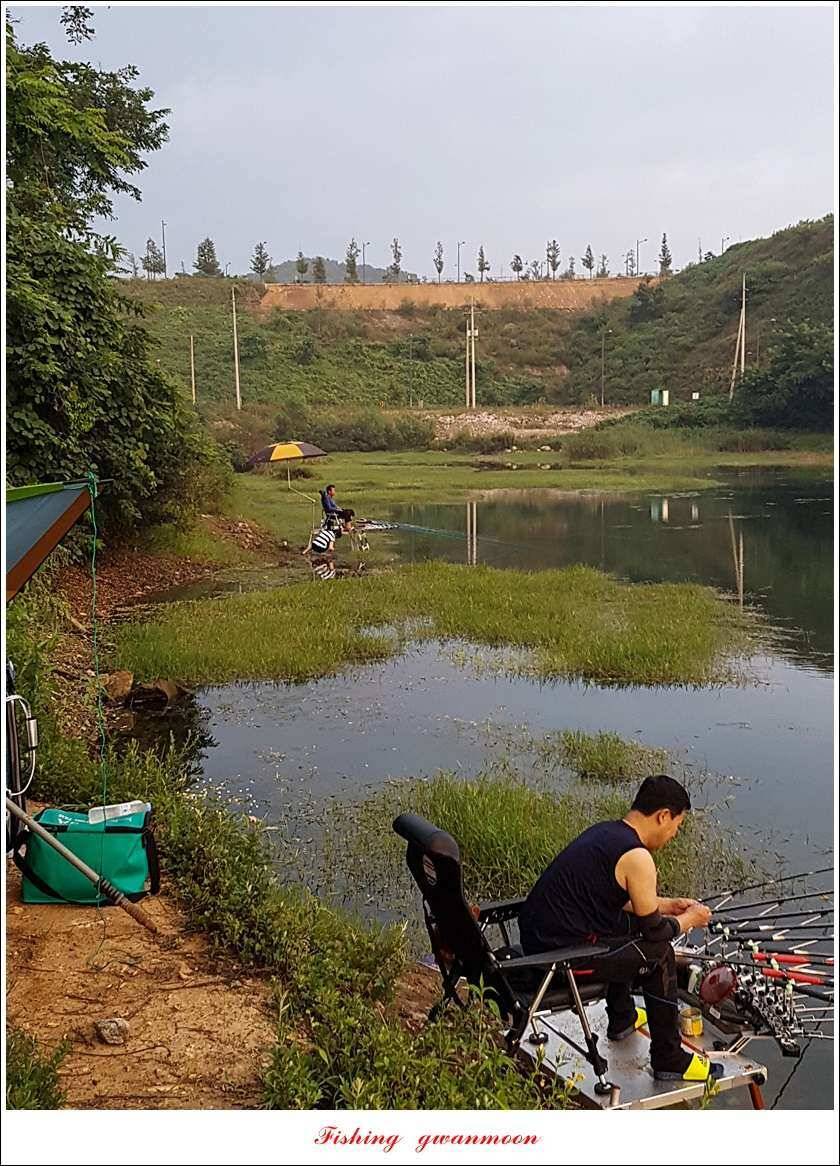 칠성지화곡지서유석 장어실리곡신리 월척 및 마릿수 조황 (조황조행기 - 특파원조황)