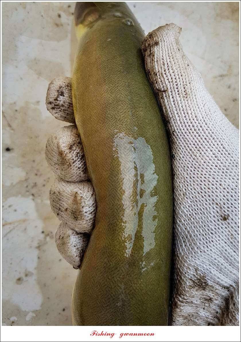 늘푸른 장어 대박청풍 신리 월척 조황 (조황조행기 - 특파원조황)