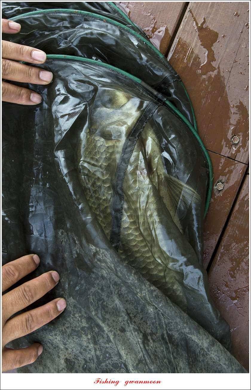 신매 43 cm42 cm 대물돌감좌대 월척 조황 (조황조행기 - 특파원조황)
