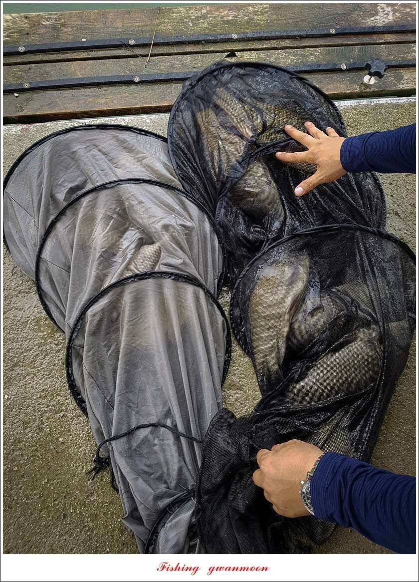 실리곡 43 cm신리 월척화곡지 호조황 (조황조행기 - 특파원조황)
