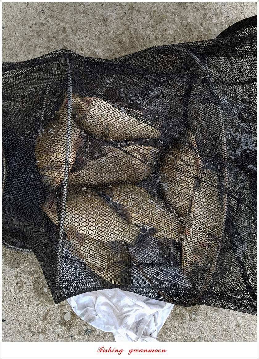 신매돌감화곡지 월척 조황 (조황조행기 - 특파원조황)