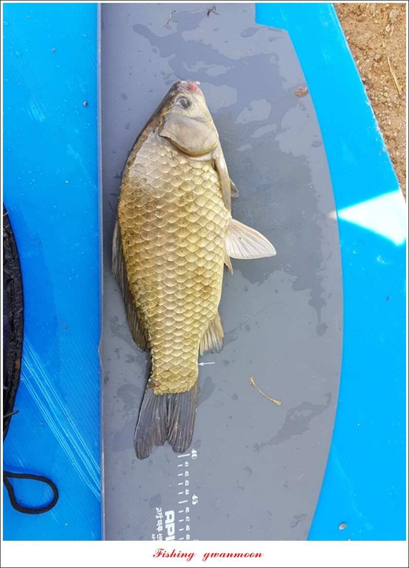 실리곡 435 cm 대물칠성지화곡지 조황 (조황조행기 - 특파원조황)