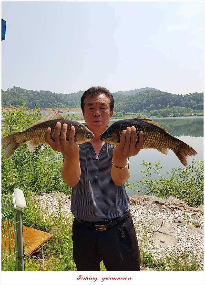 신매 42 cm늘푸른돌감화곡지두무소 월척 조황 (조황조행기 - 특파원조황)