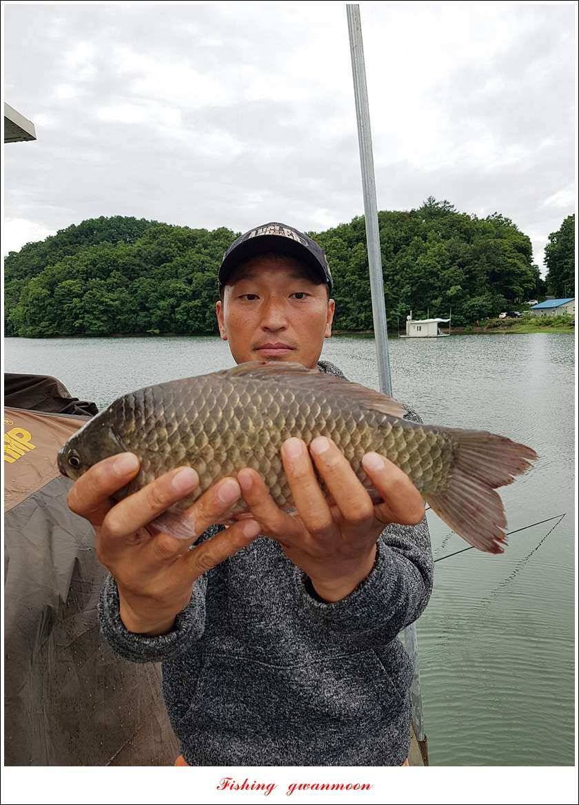 실리곡 43 cm신리 월척화곡지 호조황 (조황조행기 - 특파원조황)