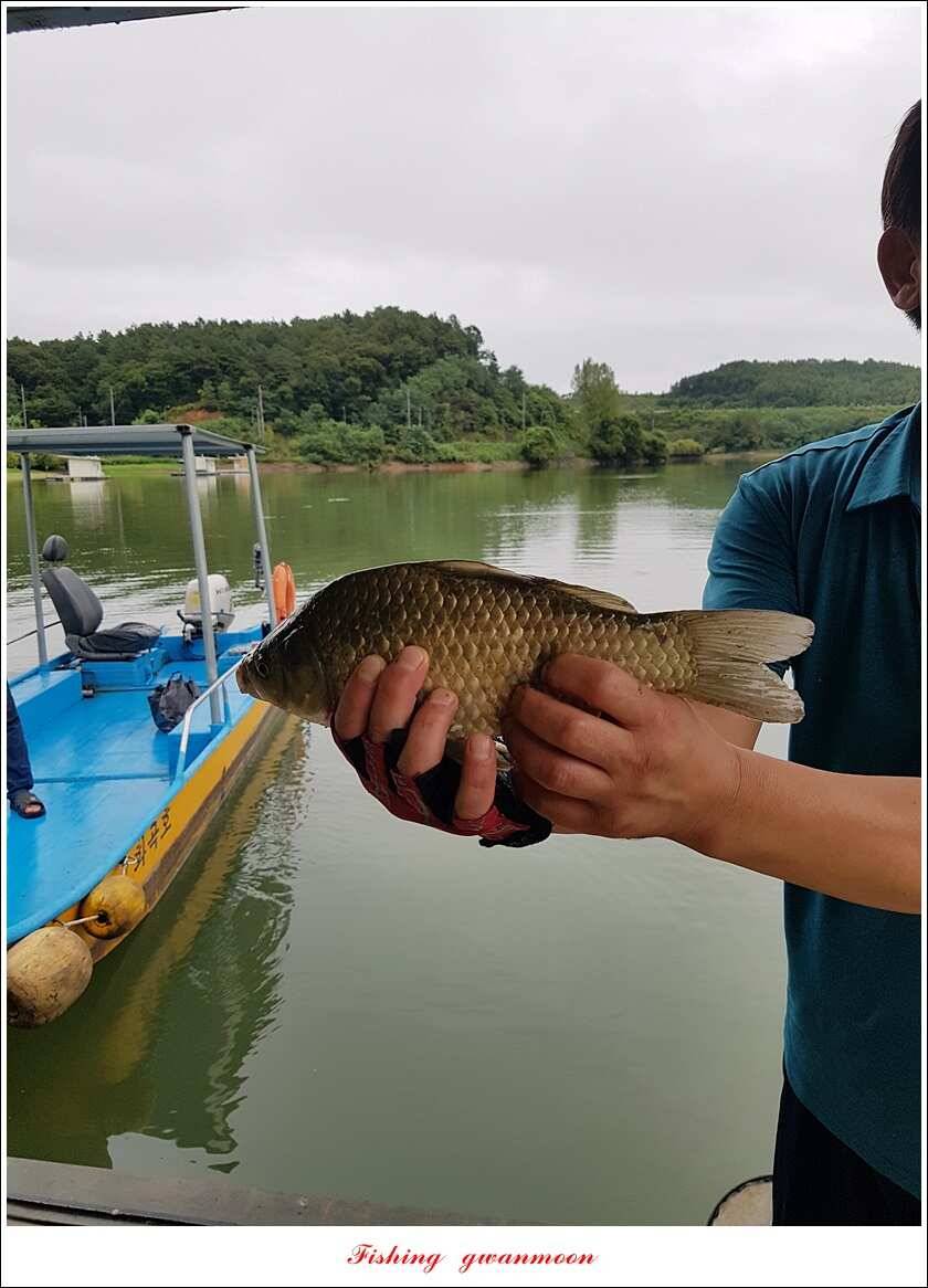 실리곡 435 cm 대물칠성지화곡지 조황 (조황조행기 - 특파원조황)