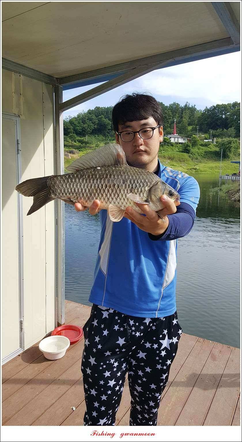 신매 42 cm돌감신리실리곡제일화곡지 조황 (조황조행기 - 특파원조황)