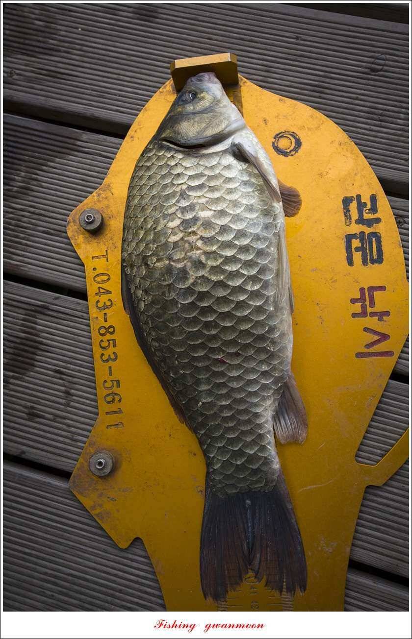 신매 42 cm 외 충주호 조황 (조황조행기 - 특파원조황)