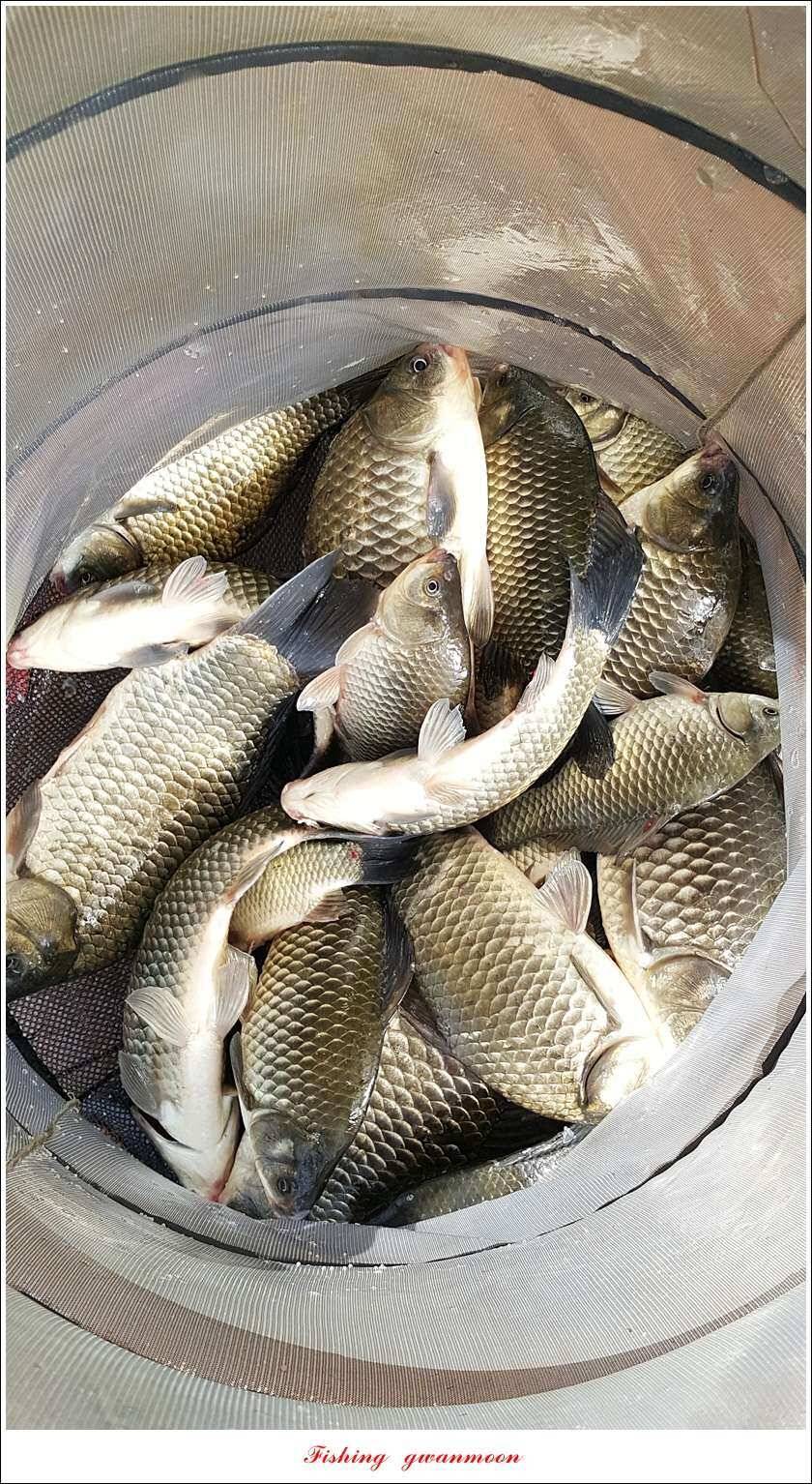 신매 42 cm돌감신리실리곡제일화곡지 조황 (조황조행기 - 특파원조황)