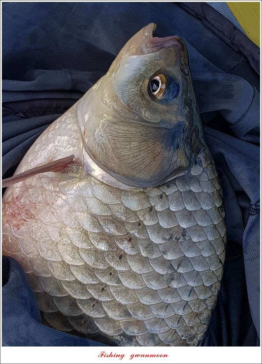 신리 46cm41cm병호 41cm돌감 40 cm (조황조행기 - 특파원조황)