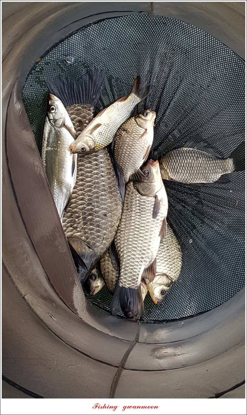청풍 신리 39 cm 및 월척 조황 (조황조행기 - 특파원조황)