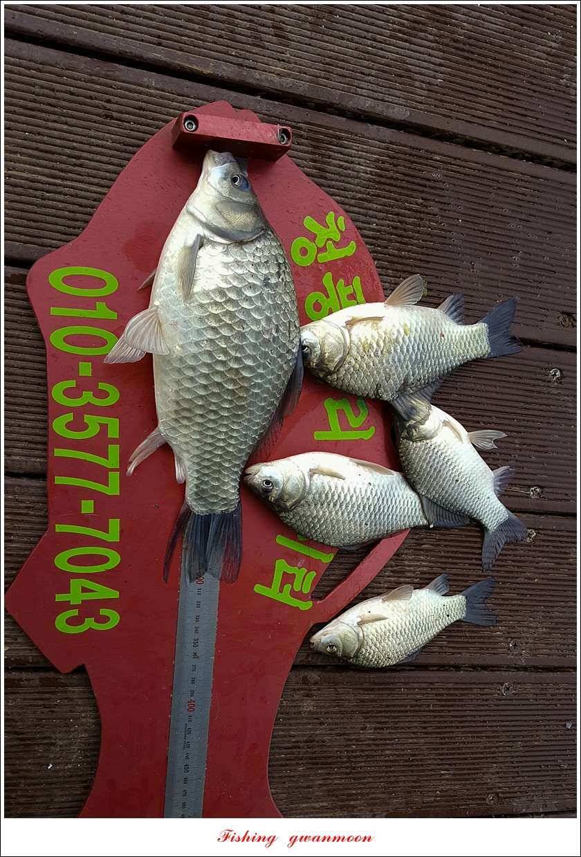 신매 42 cm 외 충주호 조황 (조황조행기 - 특파원조황)