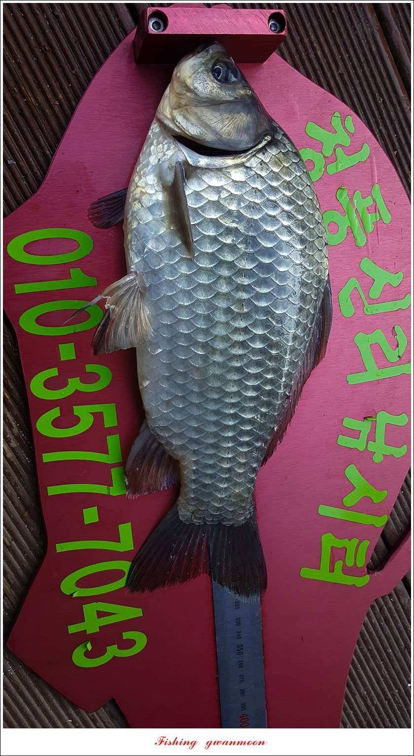 청풍 신리 39 cm 및 월척 조황 (조황조행기 - 특파원조황)