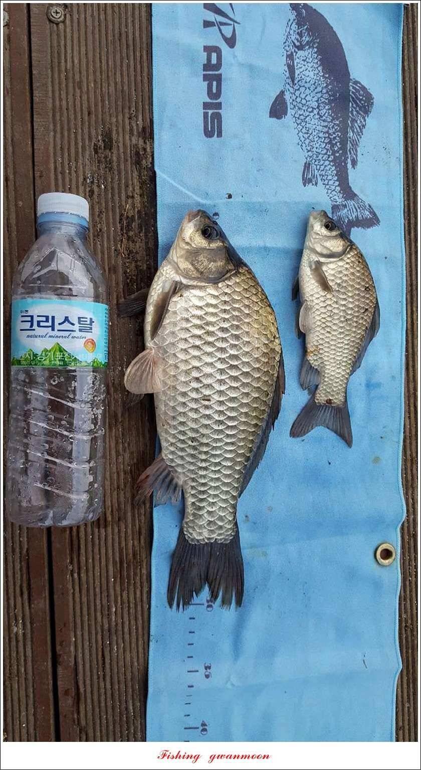 돌감서유석실리곡청풍 신리 조황 (조황조행기 - 특파원조황)