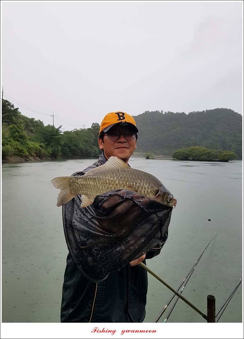 실리곡 43 cm신리 월척화곡지 호조황 (조황조행기 - 특파원조황)