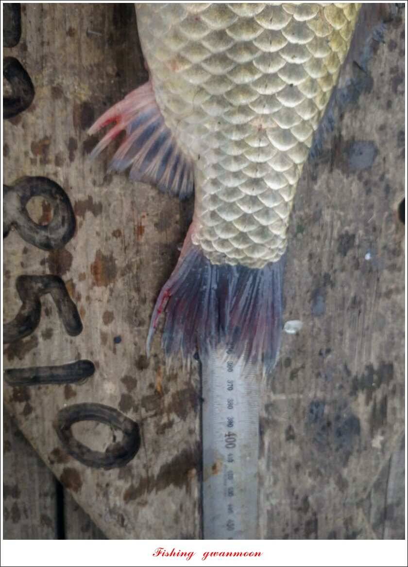 신매 42 cm 외 충주호 조황 (조황조행기 - 특파원조황)