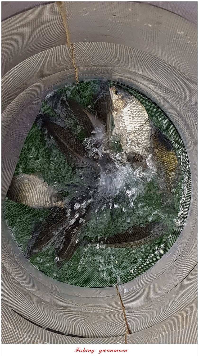 실리곡청풍 신리 월척 조황 (조황조행기 - 특파원조황)